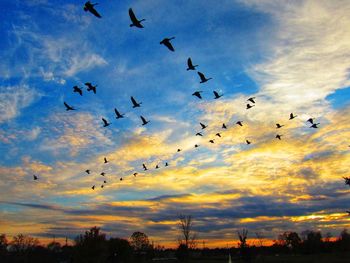 Low angle view of birds flying in sky