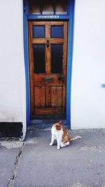 Dog lying down on closed door of building