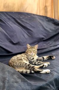 Portrait of cat resting