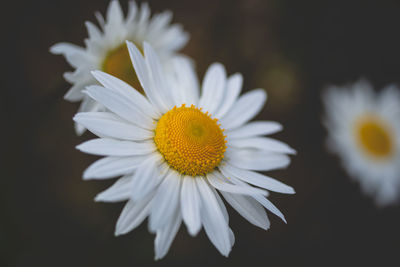 Close-up of white daisy