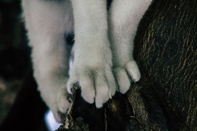 High angle view of dog by cat