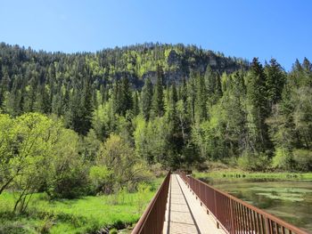 Panoramic view of pine trees in forest against sky