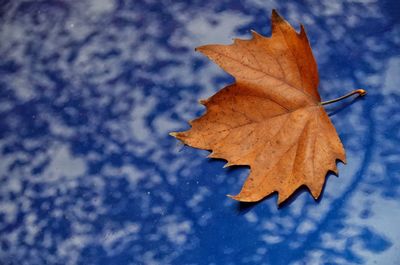 Low angle view of maple leaves