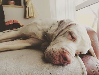 Close-up of a dog sleeping at home