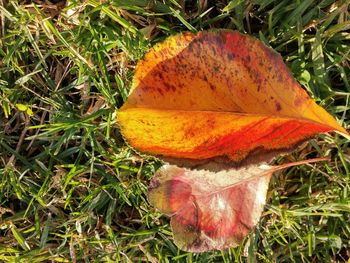 Close-up of leaves on grassy field