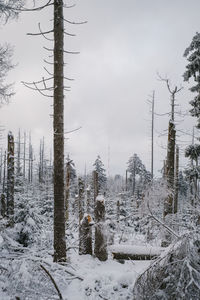 Trees on snow covered landscape against sky