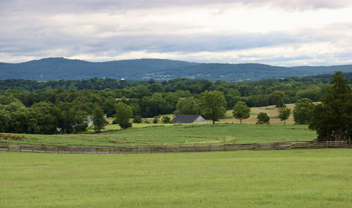 Scenic view of trees on field against sky