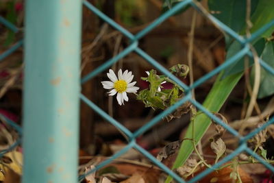 Close-up of flower plants on fence