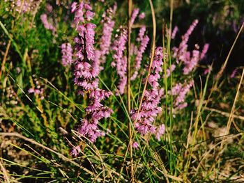 Close-up of heather flowers