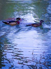 Ducks swimming in lake