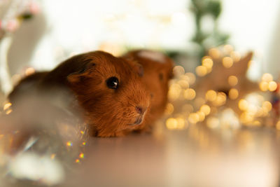 Christmas guineapig 7