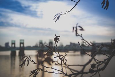 Bird flying over water against sky