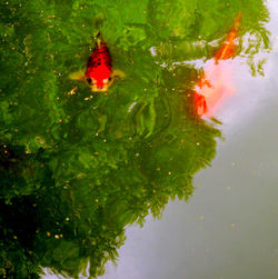 High angle view of a duck in lake