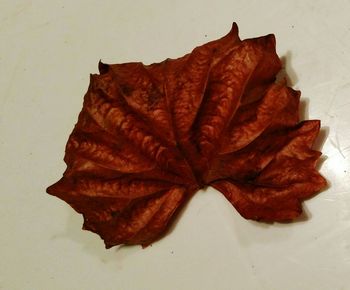 Close-up of leaves on white background