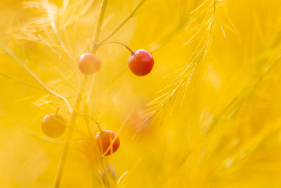 Little red berries with shiny yellow background are ripe for harvesting after organic home grown