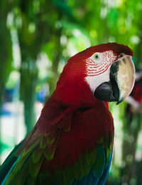 Close-up of parrot