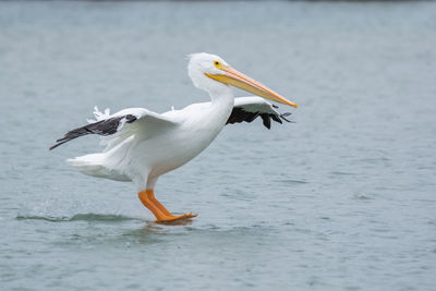 A white-pelican coming in for a landing