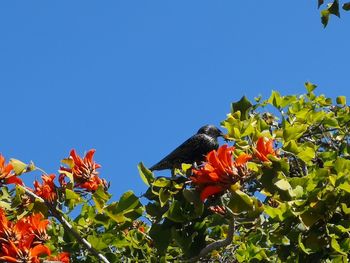 Low angle view of butterfly on flowering plants against clear sky