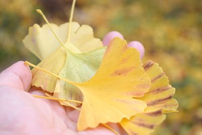 Close-up of hand holding autumn leaves