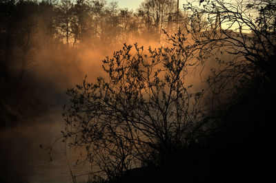 Bare trees at sunset