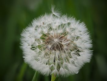 Close-up of dandelion flower