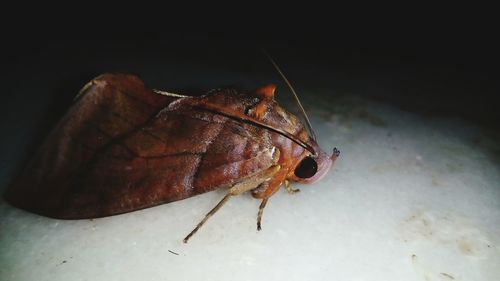 Close-up of insect on black background