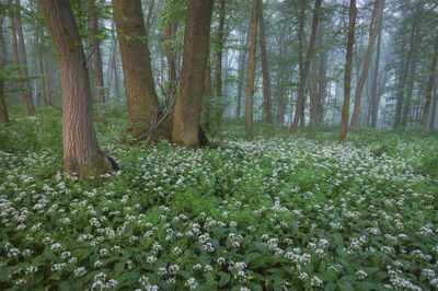 plant