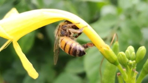 Close-up of bee pollinating on yellow flower