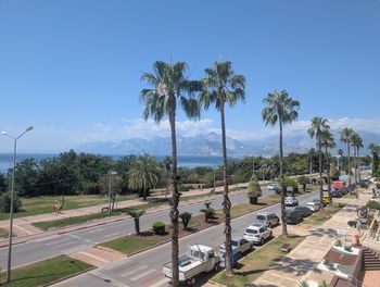 palm tree