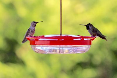 Hummingbirds perching on a feeder