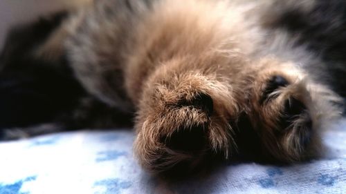 Close-up of a dog