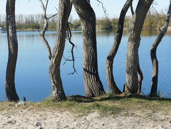 Scenic view of lake by trees against sky