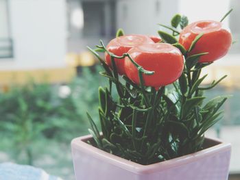 Close-up of strawberry plant on table