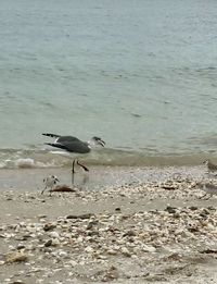 View of birds on beach