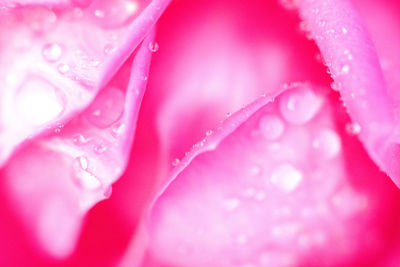 Close-up of raindrops on pink flowering plant