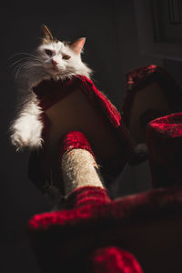 Close-up of cat sitting