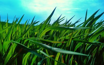 Crop growing in field