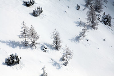 High angle view of pine trees on snow covered field
