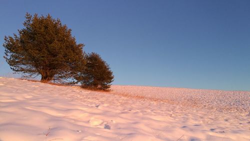 Trees on landscape against clear blue sky