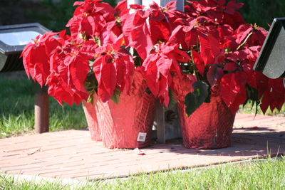 Low section of red leaves on grass