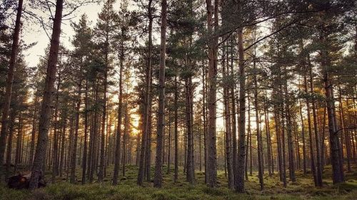 Trees in forest