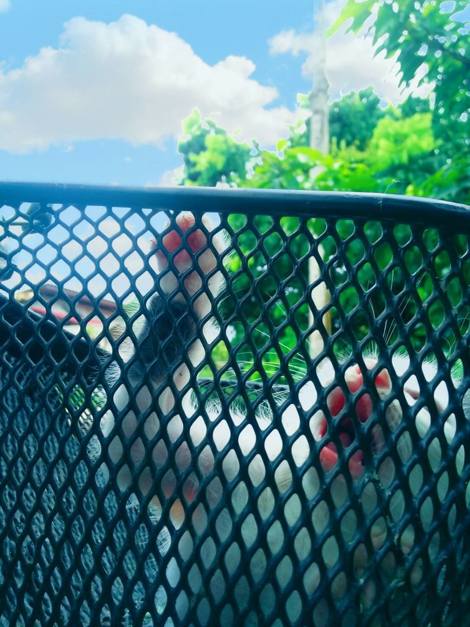 CLOSE-UP OF CHAINLINK FENCE AGAINST TREES