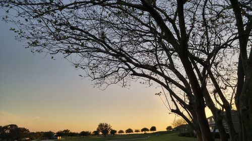 Bare trees on landscape at sunset