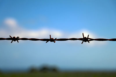 Silhouette of barbed wire against sky