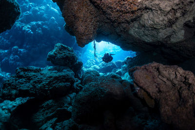 Scuba diver swimming in sea