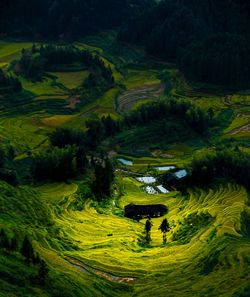 High angle view of agricultural field