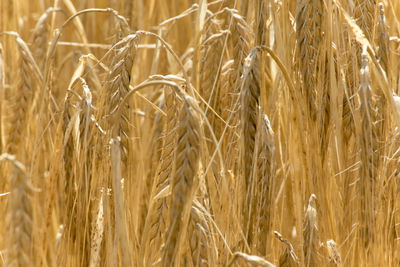 Close-up of wheat growing on field