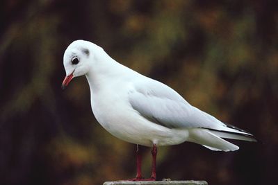 Close-up of bird perching outdoors