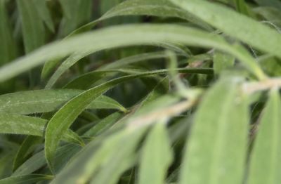 Close-up of green leaves