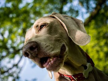 Close-up of dog looking away